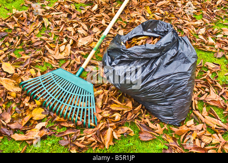 La raccolta e l'insaccamento esce da un prato di NOVEMBRE NEL REGNO UNITO Foto Stock