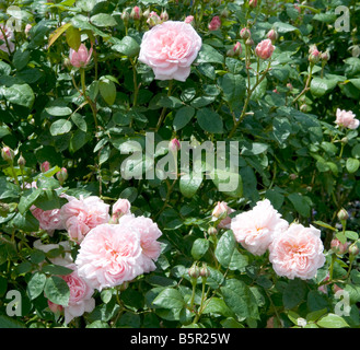 Rosa eglantyne 'Ausmak' Foto Stock