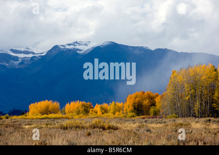 Aspen & pioppi neri americani alberi in colore di autunno, Teton Mountains al di là, il Parco Nazionale del Grand Teton, Wyoming USA Foto Stock