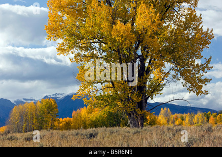 Aspen & pioppi neri americani alberi in colore di autunno, Teton Mountains al di là, il Parco Nazionale del Grand Teton, Wyoming USA Foto Stock