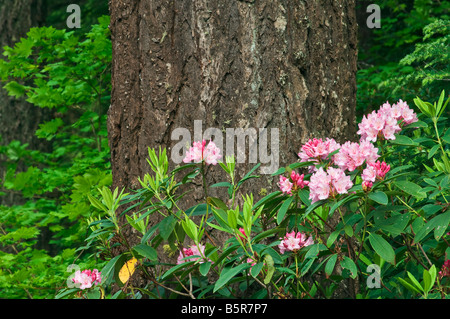 Rododendri e abete Douglas Cascade Mountains Oregon Foto Stock