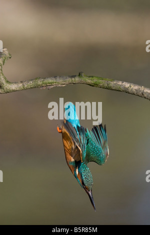 Alcedo atthis - kingfisher diving in dopo la preda Foto Stock