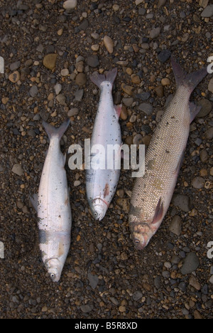 Salmerino alpino cisco ampia coregone pesce Foto Stock