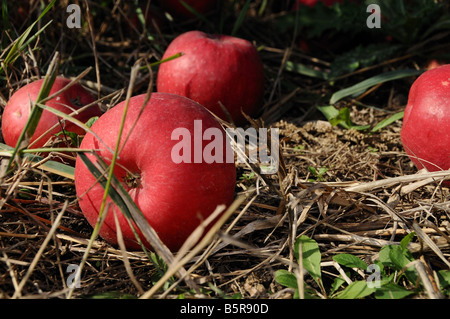 Mele caduti sulla terra. Foto Stock