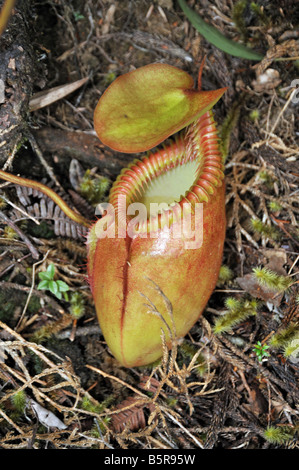 Pianta brocca (Nepenthes kinabaluensis) sul lato del vertice trail, Mountt Kinabalu National Park, Sabah, Malaysia Foto Stock