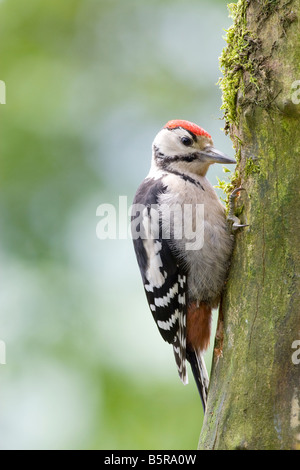 Dendrocopus major - immaturi di picchio rosso alimentazione a giardino stazione di alimentazione NEL REGNO UNITO Foto Stock