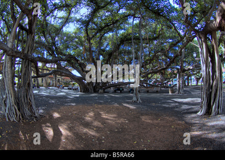 Il Banyan Tree è stato piantato nel 1873 ed è uno dei più grandi di noi che copre un intero isolato della città, Lahaina, Maui, Hawaii. Foto Stock