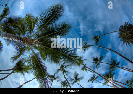 Una vista dritto in alto di palme e cielo, Maui, Hawaii. Foto Stock