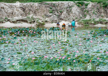 Fiori di loto lungo la East Coast Road vicino a Pondicherry India. Foto Stock