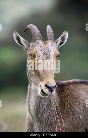 Nilgiri Tahr, Hemitragas hylocres, a Eravikulam National Park, Munnar Kerala, India Foto Stock