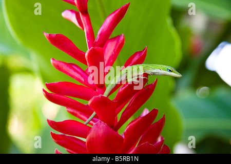 Un verde anole lizard, Anolis carolinensis porcatus, qui illustrato sulla torcia zenzero, Hawaii. Foto Stock