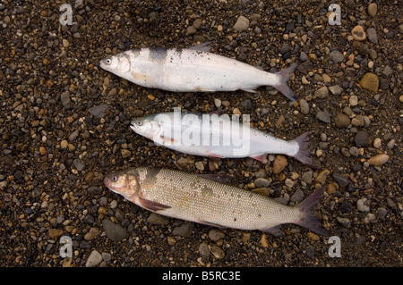 Salmerino alpino cisco ampia coregone pesce Foto Stock