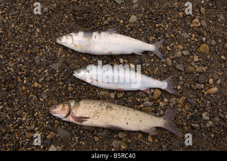 Salmerino alpino cisco ampia coregone pesce Foto Stock