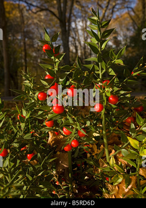 Rusco Ruscus aculeatus in fiore e frutto autunno nuova foresta Hants Foto Stock