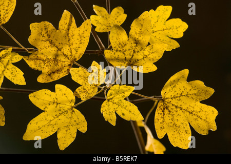 Foglie di acero campestre Acer campestre in autunno fortemente colorato Dorset Foto Stock