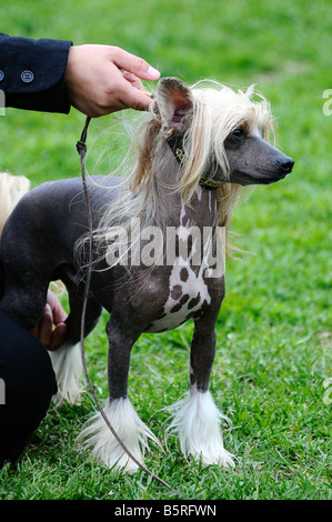 Bellissimo il cinese Crested cane in posa a dog show Foto Stock