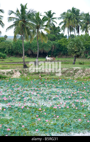 Fiori di loto lungo la East Coast Road vicino a Pondicherry India. Foto Stock