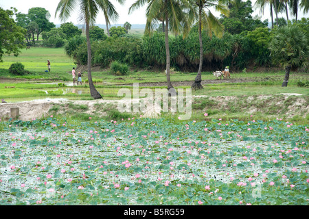 Fiori di loto lungo la East Coast Road vicino a Pondicherry India. Foto Stock