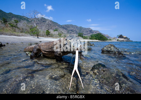 I draghi di Komodo, Varanus komodoensis, sono i mondi più grandi lucertole, Rinca Isola, Parco Nazionale di Komodo, Indonesia. Foto Stock