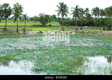 Fiori di loto lungo la East Coast Road vicino a Pondicherry India. Foto Stock