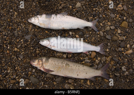 Salmerino alpino cisco ampia coregone pesce Foto Stock