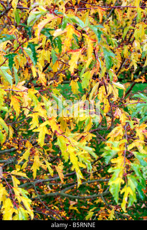 MALUS TRANSITORIA nei primi giorni di novembre Foto Stock
