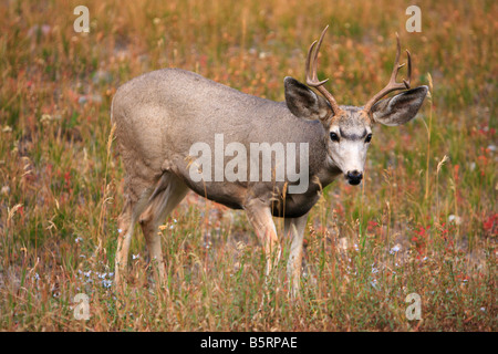 Mule Deer buck pascolando nella caduta, Teton National Park, Wyoming Foto Stock