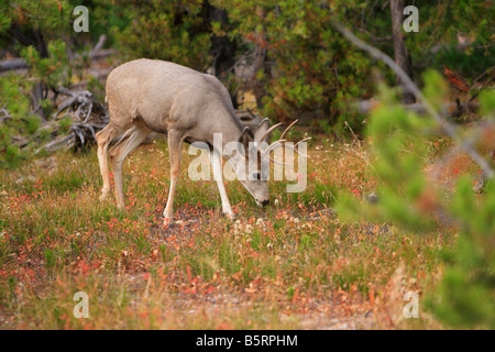 Mule Deer buck pascolando nella caduta, Teton National Park, Wyoming Foto Stock