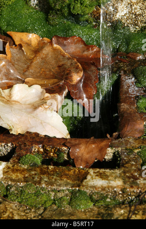 Foglie cadute, all'interno della vecchia fontana di acqua a roma italia Foto Stock