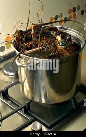 Lobster una Cottura in vaso in acciaio inossidabile su un fornello a gas Foto Stock