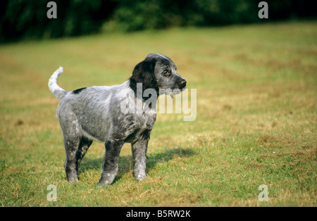 Blue Picardy Spaniel. Puppy in piedi su un prato Foto Stock