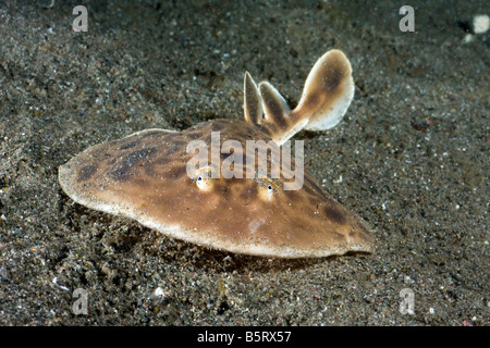 Questa specie di undescribed del siluro ray può mettere fuori tanto quanto 220 volt, baia a ferro di cavallo, Parco Nazionale di Komodo, Indonesia. Foto Stock