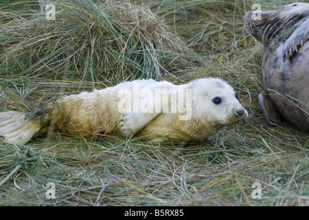 Guarnizione grigia Halichoerus grypus singolo pup in appoggio su erba accanto alla femmina adulta preso novembre North Lincolnshire UK Foto Stock