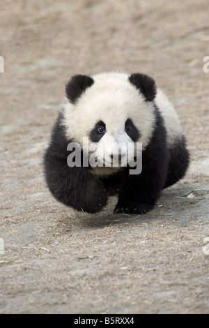 Un giovane panda cub Ailuropoda melanoleuca corre sul terreno a Wolong Cina Sichuan Foto Stock