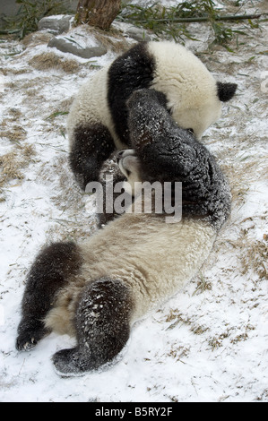 Panda gigante Ailuropoda melanoleuca cubs giocando sulla neve Wolong Cina Sichuan Foto Stock