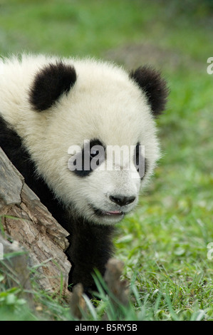 Un giovane panda cub Ailuropoda melanoleuca Cina Sichuan Foto Stock