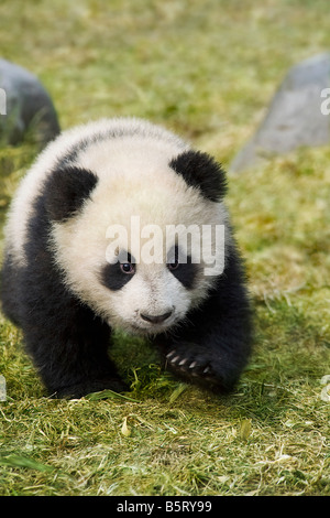 Un giovane panda cub Ailuropoda melanoleuca passeggiate sul terreno a Wolong Cina Sichuan Foto Stock