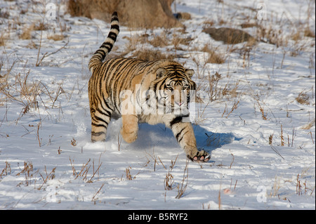 O di Amur tigre siberiana Panthera tigris altaica in esecuzione nella neve Heilongjiang Cina Foto Stock