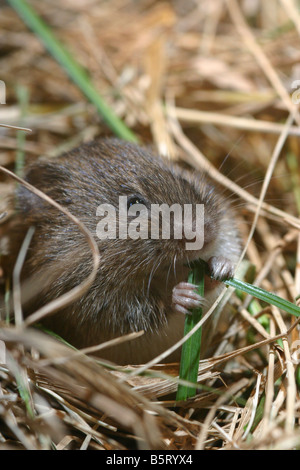 Common Vole o campo Vole Microtus arvalis nella prateria Foto Stock