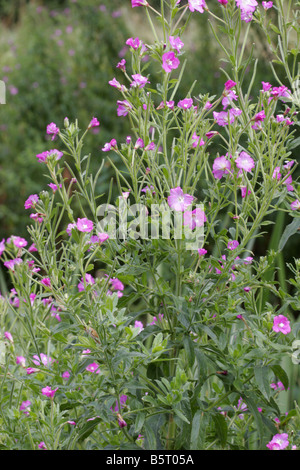 Grande Willowherb Epilobium hirsutum in fiore preso Agosto Lea Valley Essex REGNO UNITO Foto Stock