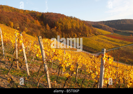 Vigneto in autunno e morbido e caldo della luce della sera (Franken, Baviera) Foto Stock