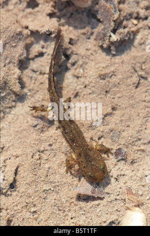 Salamandra salamandra ssp., Salamandra salamandra pezzata larva Foto Stock