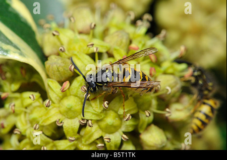 Wasp comune Vespula vulgaris feed su ornamentali fiori di edera Hedera in Ottobre Foto Stock