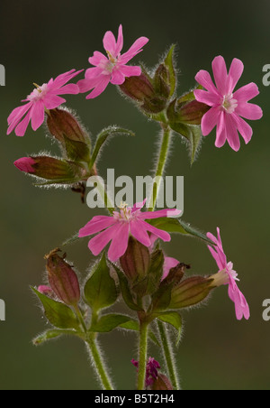 Red Campion Silene dioica fiori maschili contro la luce Dorset Foto Stock