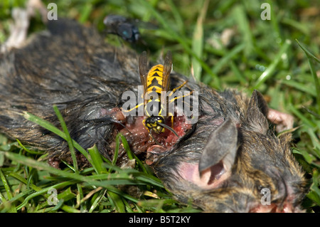 Wasp comune Vespula vulgaris raccolta di carne dal topo morto di covata di alimentazione Foto Stock