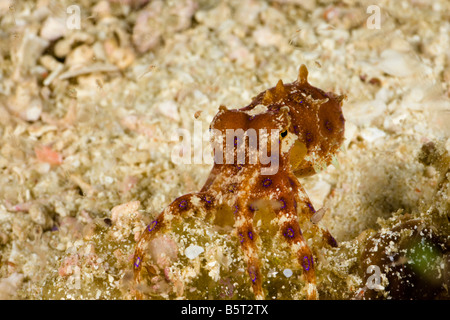 Il blu tropicale di inanellare octopus, Hapalochiaena lunulata, Komodo, Indonesia. Foto Stock