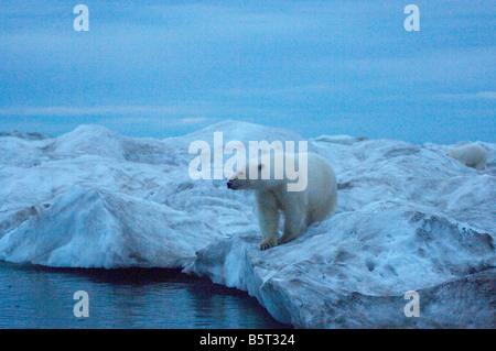 Orso polare e iceberg oceano artico orientale Beaufort Sea baia di Camden North Slope ANWR dell'Alaska Foto Stock