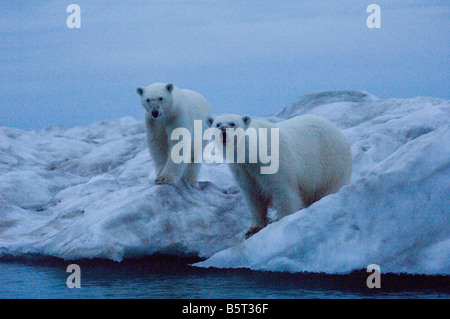 Orsi polari su un iceberg oceano artico orientale Beaufort Sea baia di Camden North Slope ANWR dell'Alaska Foto Stock