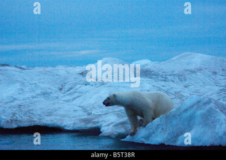 Orso polare e iceberg oceano artico orientale Beaufort Sea baia di Camden North Slope ANWR dell'Alaska Foto Stock