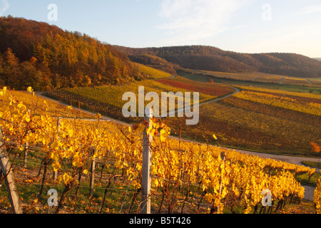 Vigneto in autunno e morbido e caldo della luce della sera (Franken, Baviera) Foto Stock